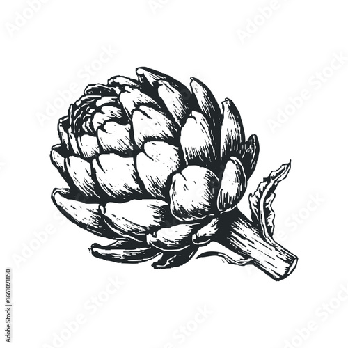 Ink sketch of a single artichoke with stem and leaves