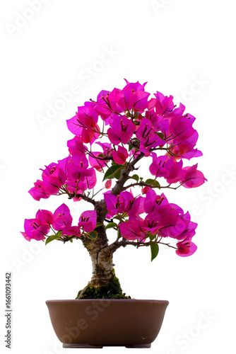 Wallpaper Mural Vibrant Pink Bougainvillea Bonsai:  A Lush, Flowering Plant Creeper in a Brown Pot, Isolated on Black. Torontodigital.ca