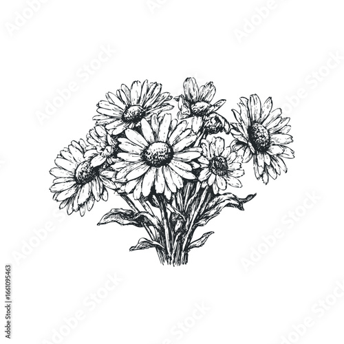 Wallpaper Mural Sketch of Daisy Flowers with Green Stems and Leaves on White Background Torontodigital.ca