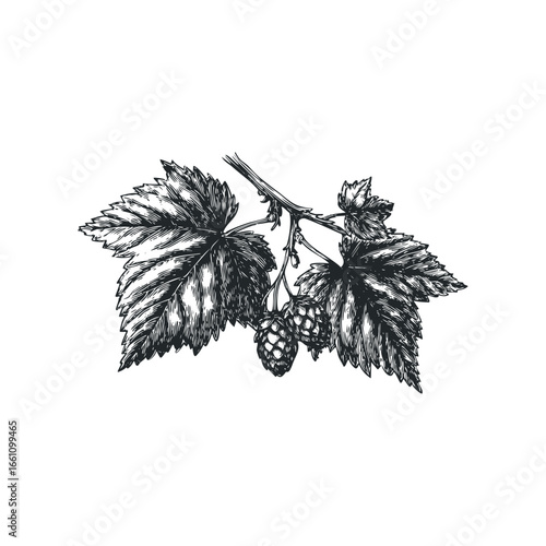 Engraved Black and White Hop Branch with Cones and Leaves