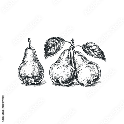 Sketch of Three Pears with Leaves and Stems on White Background