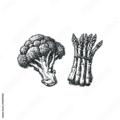 Vintage ink drawing of broccoli and bound asparagus on white