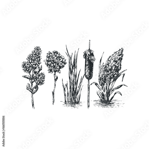 Black and white line drawing of aquatic plants including cattails and reeds