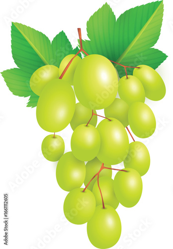 illustration vectors "Fresh Green Grapes Hanging with Leaves on the Vine"