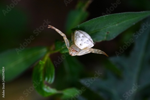 Wallpaper Mural A Thomisus labefactus. Arthropoda Arachnida Thomisidae. A small, white spider about 5mm long that lives on leaves and shrubs and preys on insects. Torontodigital.ca