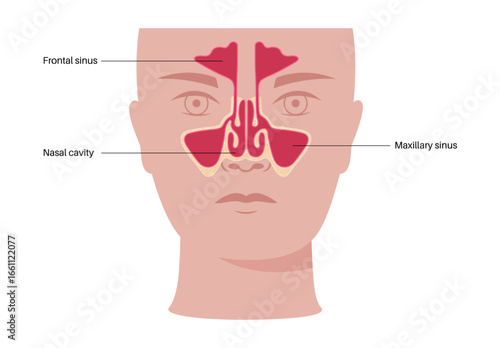Paranasal sinus poster