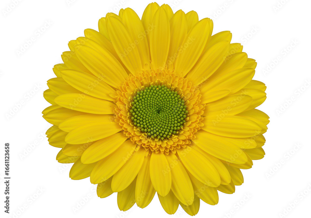 Fototapeta premium Yellow gerbera daisy isolated on transparent background
