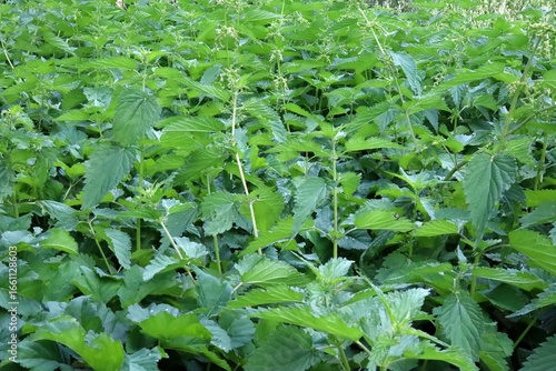 nettle field, rows of nettle