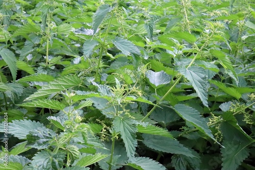 nettle field, rows of nettle