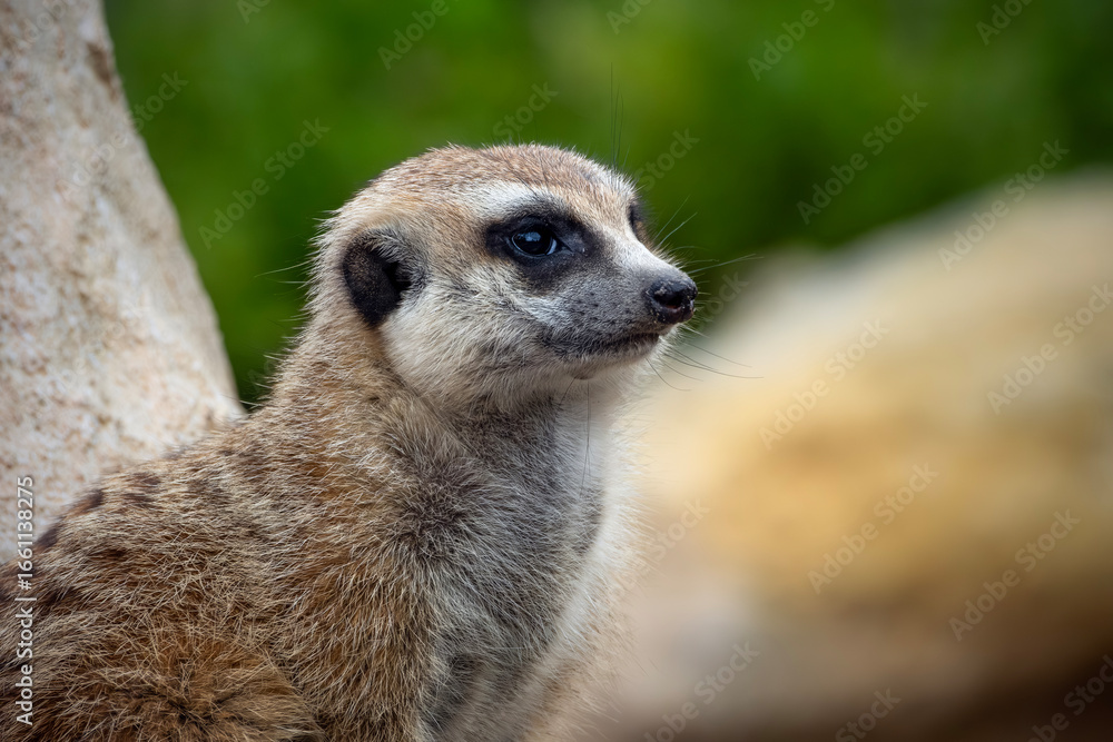 Fototapeta premium Meerkats are small, social mongooses