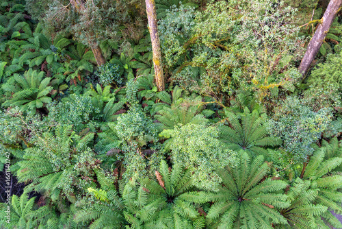 Lush green ferns in Great Otway National Park, Victoria, Australia