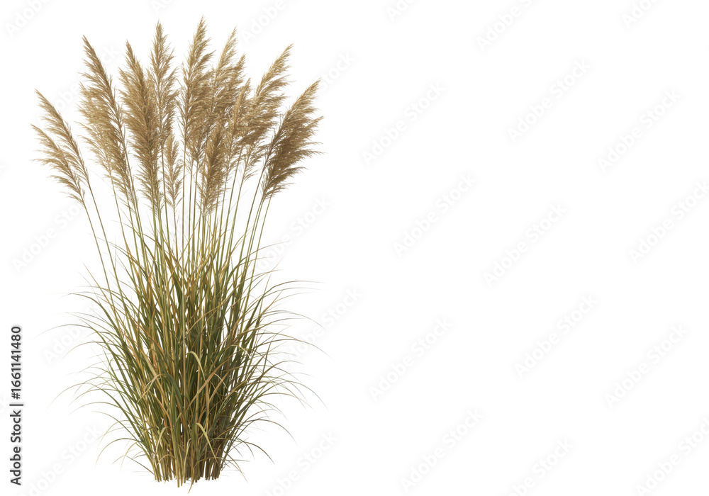Fototapeta premium Tall ornamental grass with feathery plumes isolated on transparent background