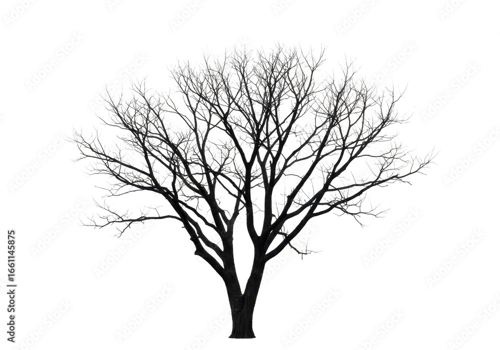 Obraz premium Bare tree silhouette isolated on transparent background