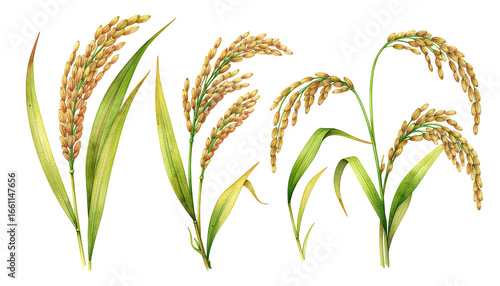 Detailed illustration of golden rice plant with grain stalks and agricultural harvest concept isolated on white background
