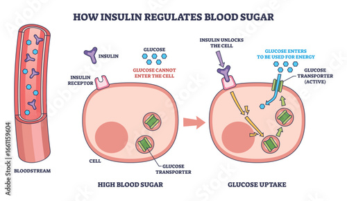 How insulin regulates blood sugar is shown with blood vessel, insulin, and cell, illustrating glucose uptake. Outline diagram