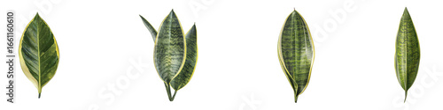 Isolated tropical houseplant leaves showing different shapes patterns on transparent background Generative AI