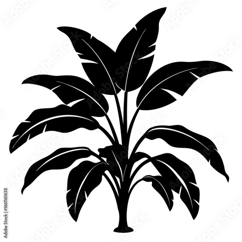 palm tree silhouette