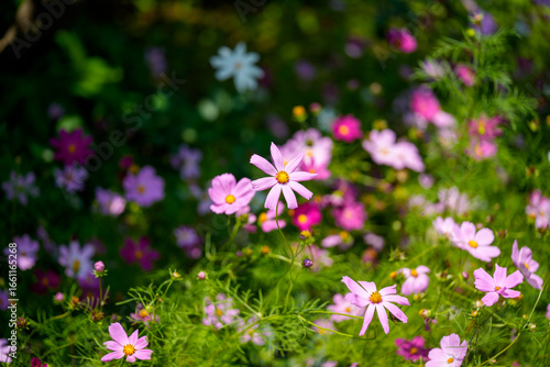 A close-up photo of colorful cosmos flowers in full bloom in early summer.