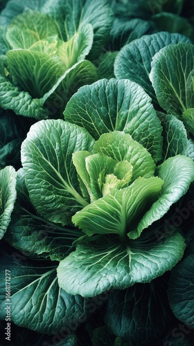 Fresh Green Cabbage Growing in a Garden During Daytime Under Natural Sunlight