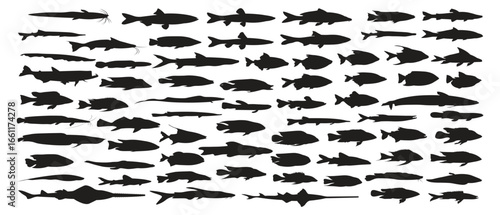 collection of silhouettes of various kinds of fish