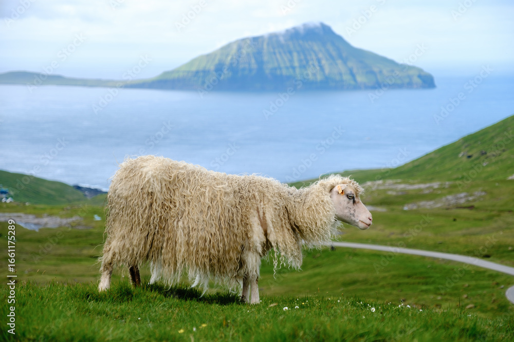 Obraz premium Lush green hills of the Faroe Islands with a sheep grazing against a stunning coastal backdrop