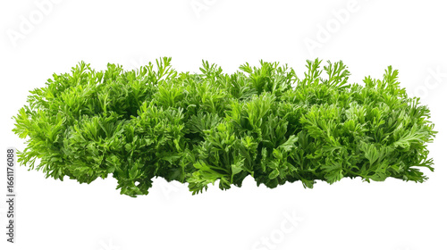 carrot top halm leaves isolated on white background