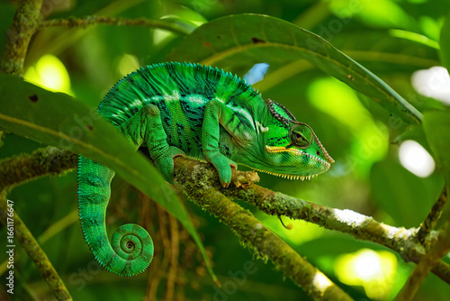 A green chameleon