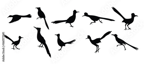 : greater roadrunner vector illustration silhouette set