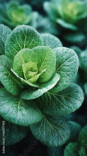 Fresh Green Cabbage Growing in a Garden During Daytime Under Natural Sunlight.