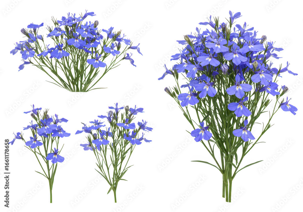 Fototapeta premium A collection of vibrant blue lobelia flowers with green stems and leaves, isolated on a transparent background