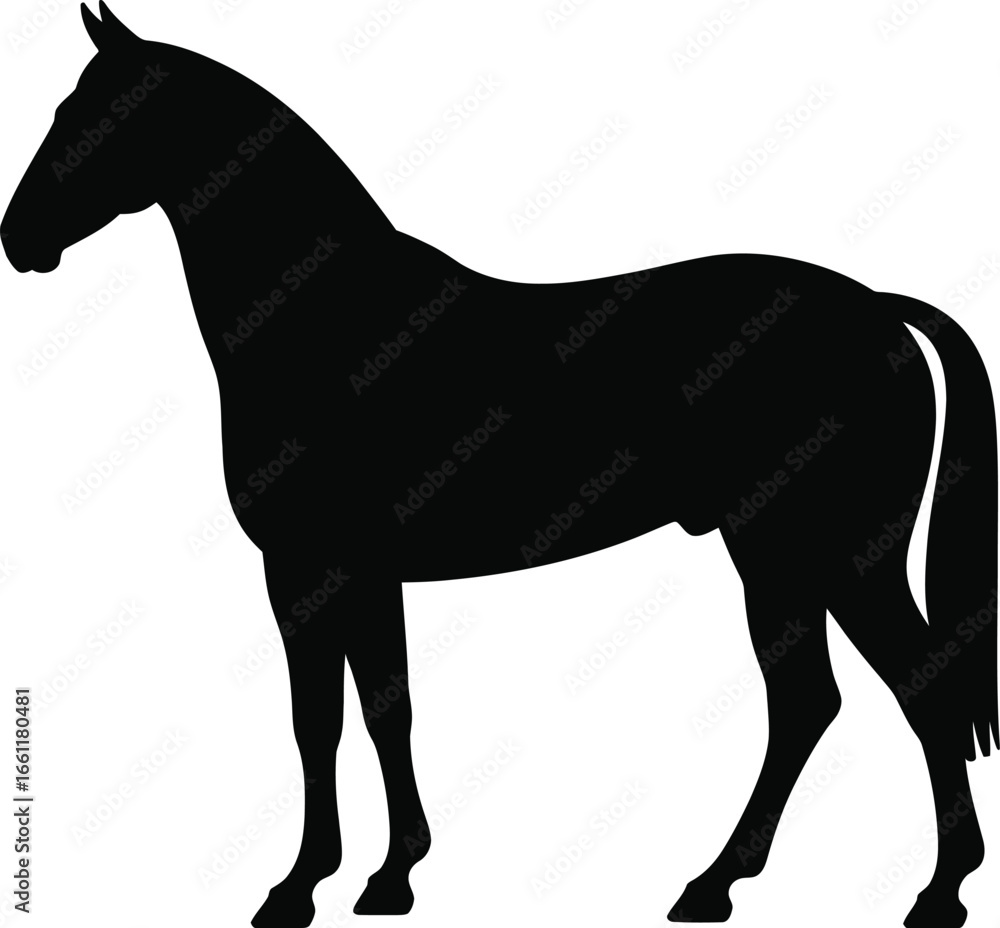 Obraz premium Black horse silhouette standing animal mammal