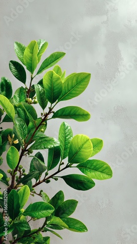 Green Leaves Illuminated Against a Light Gray Background in a Serene Indoor S...