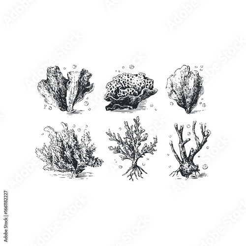 Six Hand-Drawn Botanical Illustrations of Various Coral Types and Seaweed Varieties