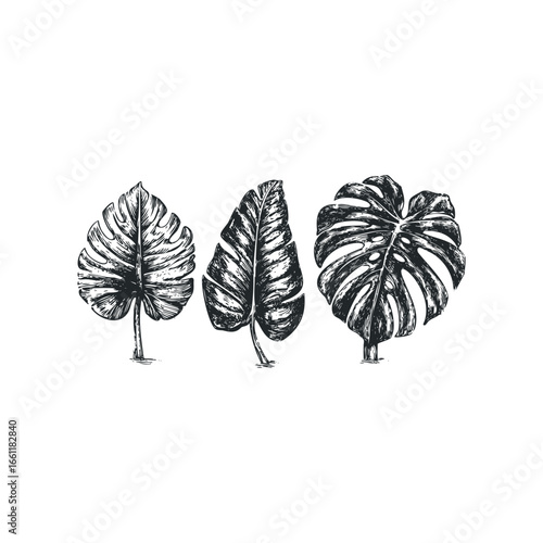 Monstera leaves hand-drawn sketch on a white background
