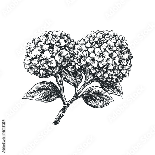 Vintage Hydrangea Blossom Sketch with Textured Petals and Leaves