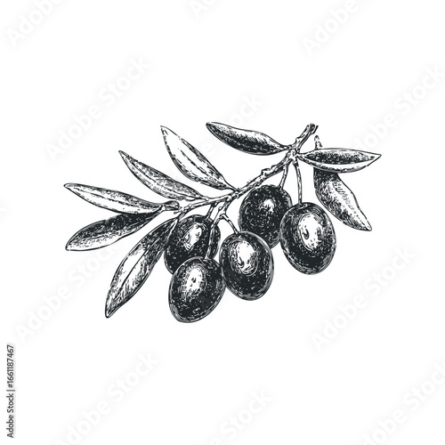 Ink sketch of ripe black olives on a branch with leaves