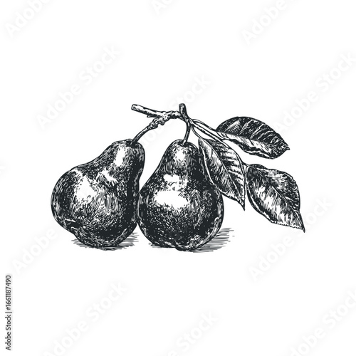 Two pears with leaves and branch in sketch style