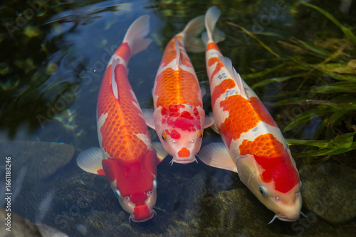 Colorful fish underwater.