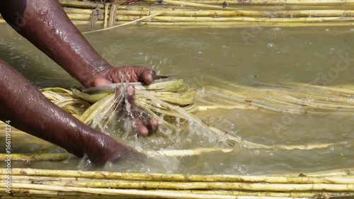 A person cleaning or processing jute fibers in water