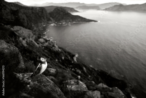 Puffin, black and white wide angle landscape photo. Norway wildlife. Atlantic Puffin, Fratercula artica, artic black and white cute bird with red bill sitting on the rock, nature habitat. Wildlife.