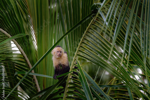 White-headed Capuchin, black monkey sitting on the palm tree leaf branch in the dark tropical forest. Cebus imitator momkey in the morning forest light, Corcovado NP, Costa Rica. Costa Rica nature.
