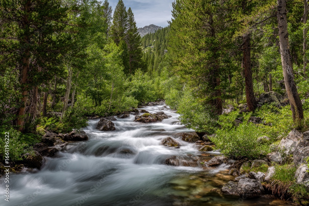 Mountain stream flows through lush forest Mountain stream flows through lush forest