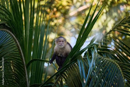 Cebus imitator momkey in the morning forest light, Corcovado NP, Costa Rica.Costa Rica nature. White-headed Capuchin, black monkey sitting on the palm tree leaf branch in the dark tropical forest.