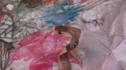 Indian Cobra Naja naja also known Spectacled Cobra in closeup 