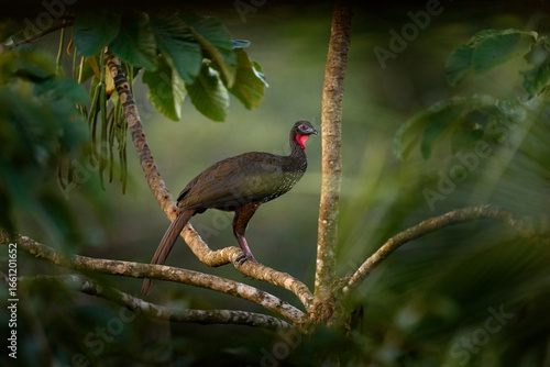 Crested Guan Penelope purpurascens, in the tropic nature, night wildlife. Bird sitting on the branch, tropic wildlife, Boca Tapada in Costa Rica. Find the bird in the jungle vegetation.