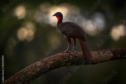 Crested Guan Penelope purpurascens, in the tropic nature, night wildlife. Bird sitting on the branch, tropic wildlife, Boca Tapada in Costa Rica. Find the bird in the jungle vegetation.