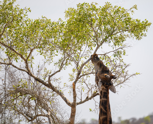 Giraffe im Busch vom Krüger National Park - Kruger Nationalpark Südafrika