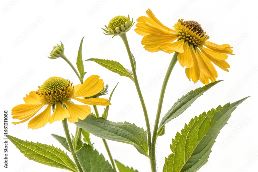 Obraz premium yellow flowers isolated on white background