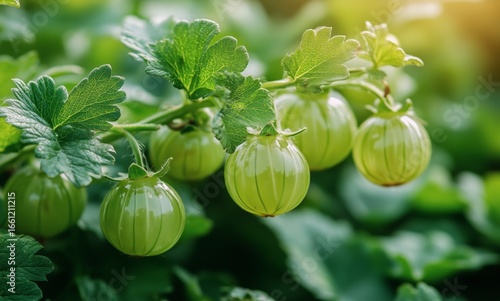 Fresh Green Gooseberries Hanging on a Branch in a Sunlit Garden During Late S...