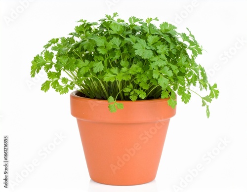 A lush coriander plant with vibrant leaves growing in a terracotta pot